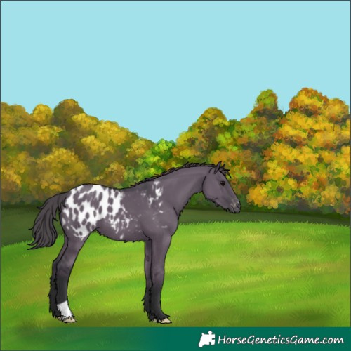Horse Color:Grullo Blanket 