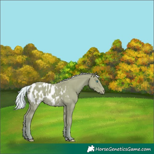 Horse Color:Silver Perlino Appaloosa 