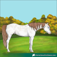 Horse Color:Classic Champagne Roan Dun Splash Near Leopard