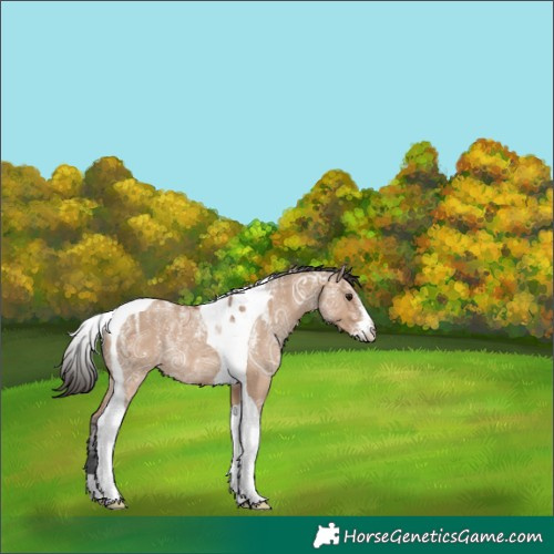 Horse Color:Powder White Bay Ice Dun Tobiano Rabicano 