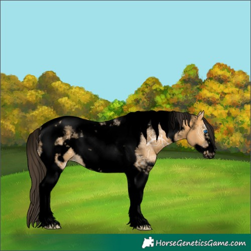 Horse Color:Powder White Void Buckskin Ice Tobiano Frame 