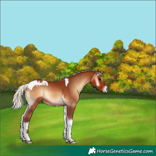 Horse Color:Silver Bay Onyx Tobiano Rabicano 