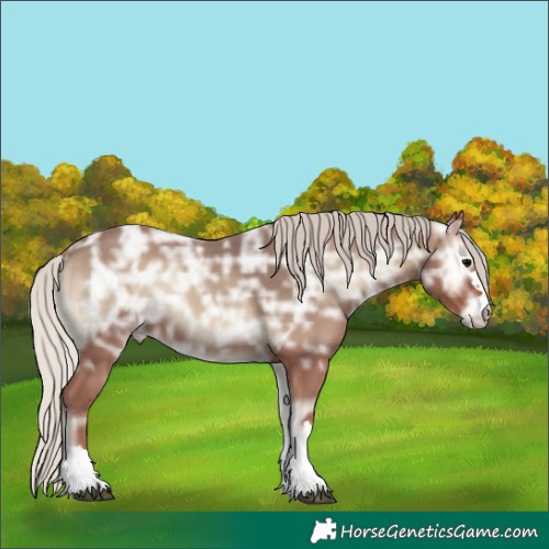 Horse Color:Silver Blue Onyx Ice 