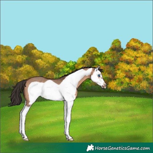 Horse Color:Bay Dun Splash Frame 