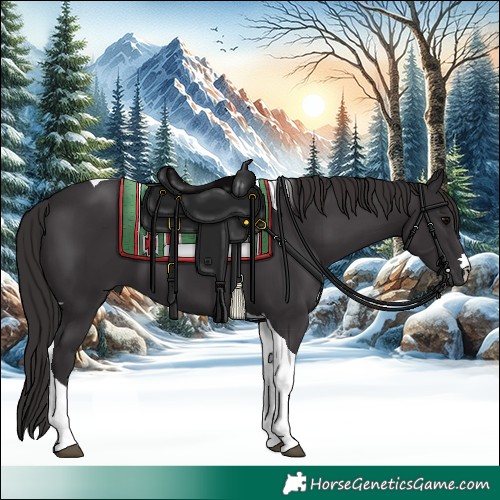 Horse Color:Smoky Black Tobiano 