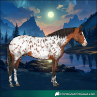 Horse Color:Bay Appaloosa  and Bay Splash Appaloosa 