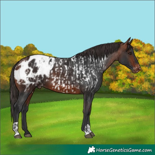 Horse Color:Bay Appaloosa  and Bay Appaloosa 