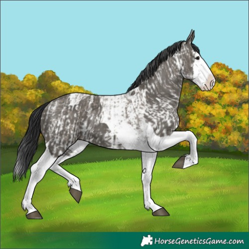 Horse Color:Grullo Sabino Splash  and Grullo Splash Tobiano 