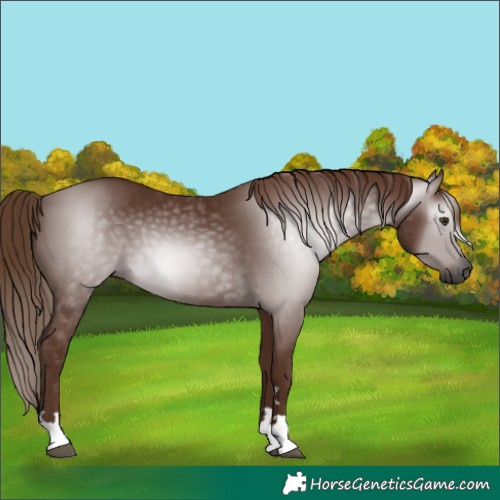 Horse Color:Gray Chestnut