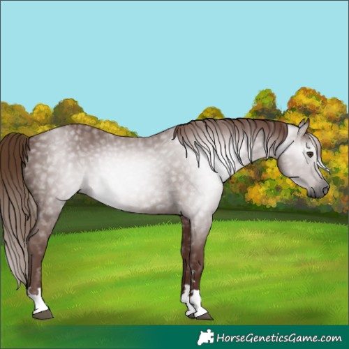 Horse Color:Gray Chestnut 