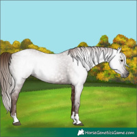 Horse Color:Gray Chestnut 