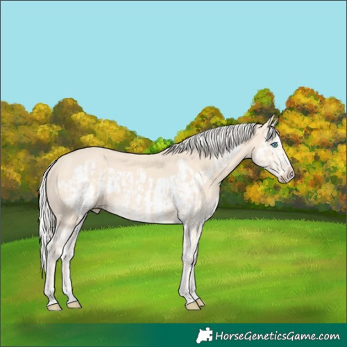 Horse Color:Cremello Splash  and Cremello Splash Frame 