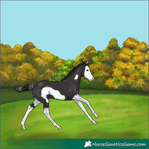Horse Color:Smoky Black Splash Frame 