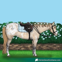 Horse Color:Buckskin Dun Sabino Appaloosa