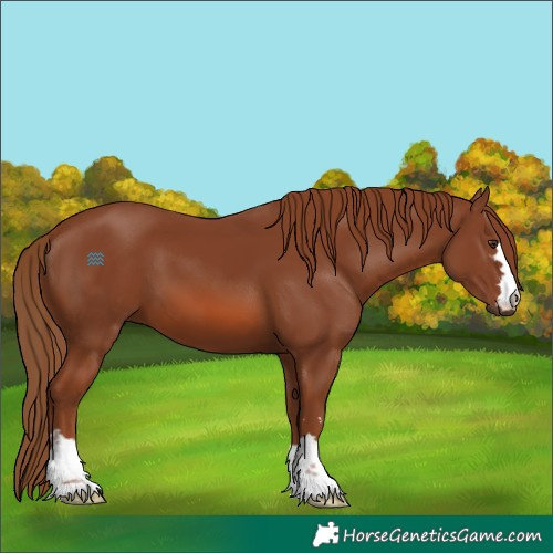 Horse Color:Chestnut 