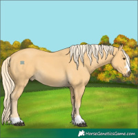 Horse Color:Palomino