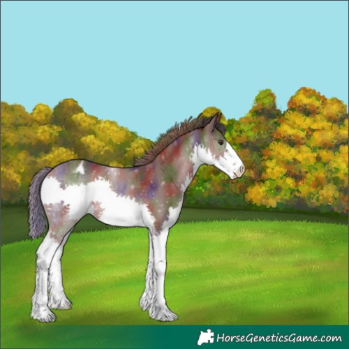 Horse Color:Nacre Liver Chestnut Splash Varnish Rabicano 