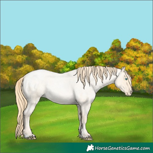 Horse Color:Buckskin Roan Pearl and Buckskin Roan Pearl Varnish