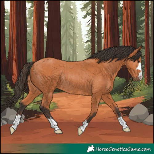Horse Color:Bay Rabicano 