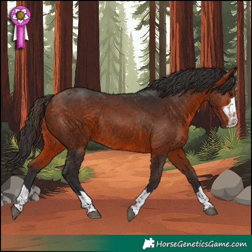 Horse Color:Bay Rabicano