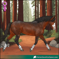 Horse Color:Bay Rabicano