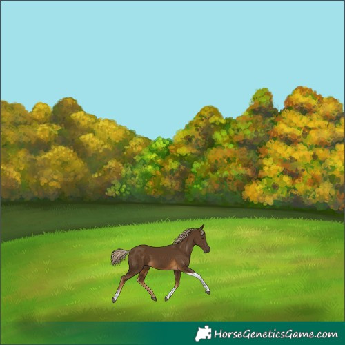 Horse Color:Chocolate Palomino Tobiano 
