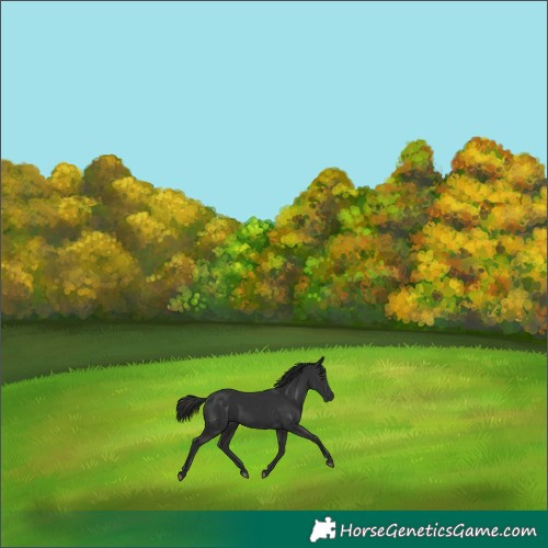 Horse Color:White Spotted Liver Chestnut 