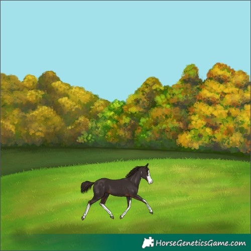 Horse Color:White Spotted Liver Chestnut 