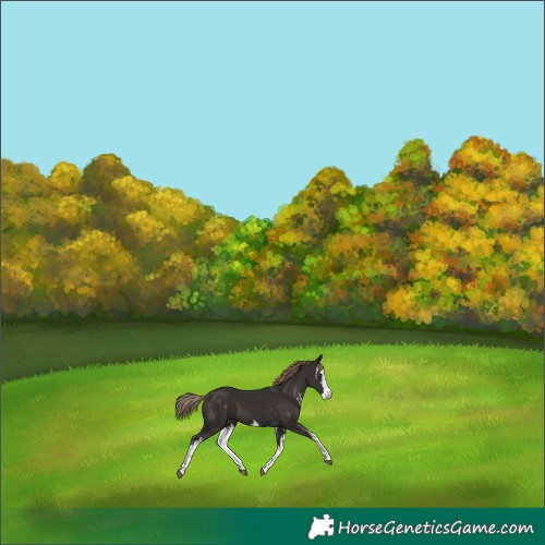 Horse Color:White Spotted Liver Chestnut 