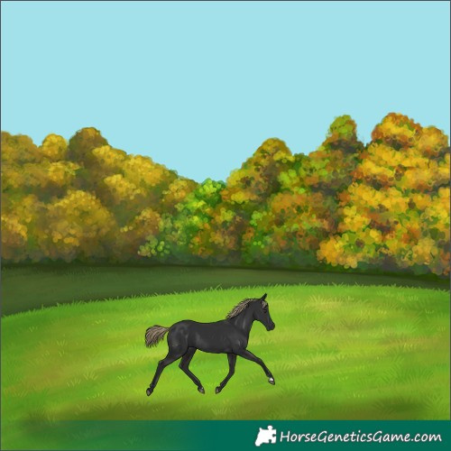Horse Color:Liver Chestnut Rabicano 