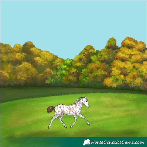 Horse Color:Red Dun Tobiano Appaloosa 