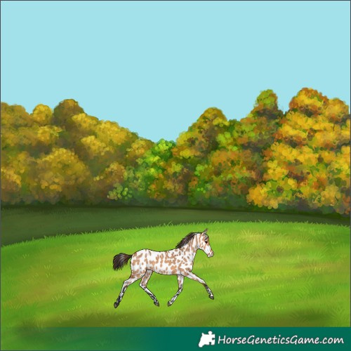 Horse Color:Bay Dun Appaloosa Brindle 