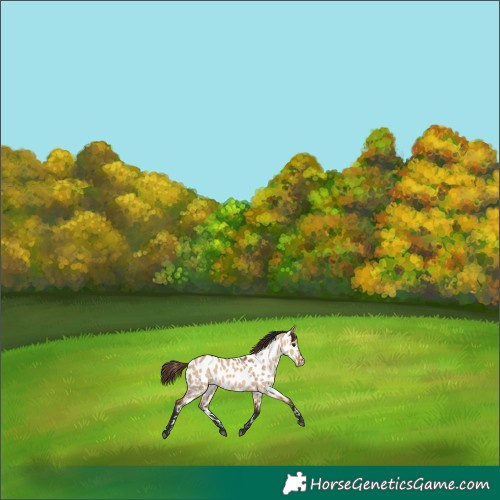 Horse Color:Bay Dun Appaloosa Brindle 