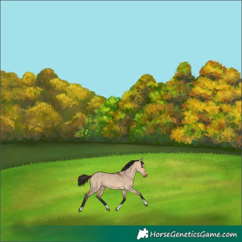 Horse Color:Bay Dun 