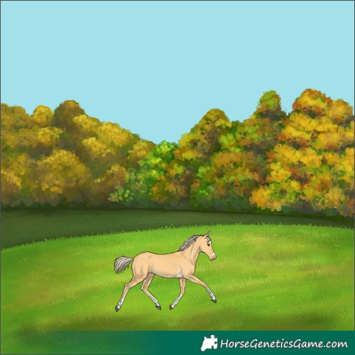 Horse Color:Palomino Dun 
