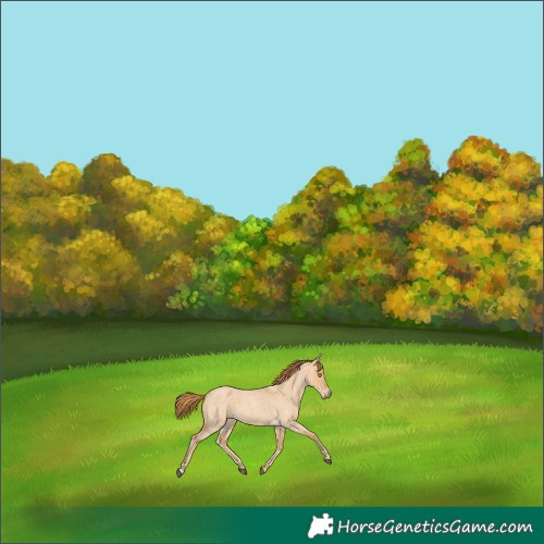 Horse Color:Red Dun Roan 