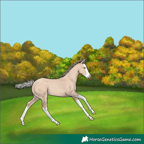 Horse Color:Silver Classic Champagne Dun Splash 