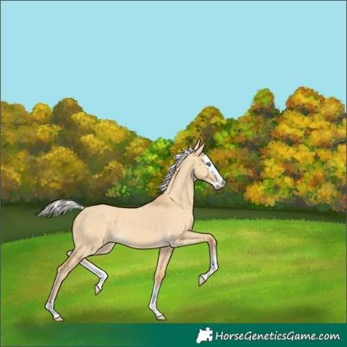 Horse Color:Silver Classic Cream Champagne Dun Splash 