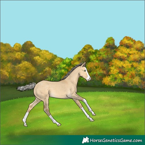 Horse Color:Silver Sable Cream Champagne Dun Splash 