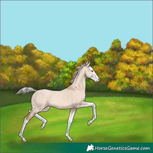 Horse Color:Silver Classic Champagne Dun Splash 