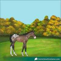 Horse Color:Brown Dun Sabino Appaloosa 