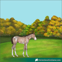 Horse Color:Sable Champagne Sabino Appaloosa