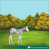 Horse Color:Black Sabino Splash Appaloosa 
