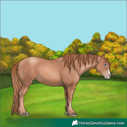 Horse Color:Gold Champagne Splash 