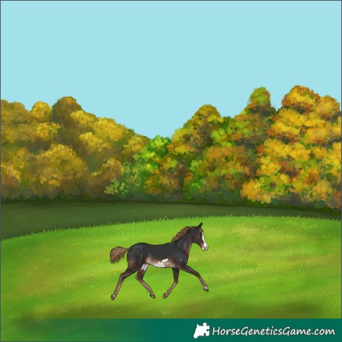 Horse Color:Liver Chestnut Frame Rabicano 