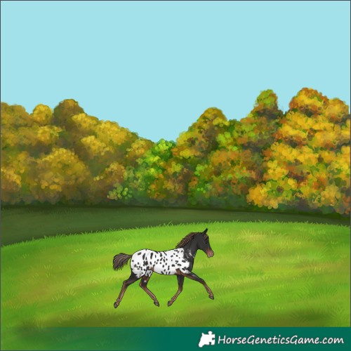 Horse Color:Liver Chestnut Appaloosa Rabicano 