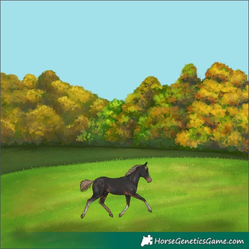 Horse Color:Liver Chestnut Tobiano Frame Rabicano