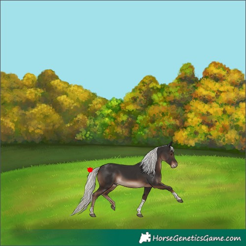 Horse Color:Liver Chestnut Mushroom Tobiano Rabicano 