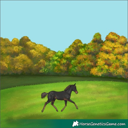 Horse Color:Liver Chestnut Rabicano 