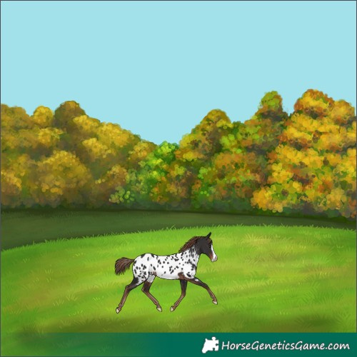 Horse Color:Liver Chestnut Frame Appaloosa Rabicano 